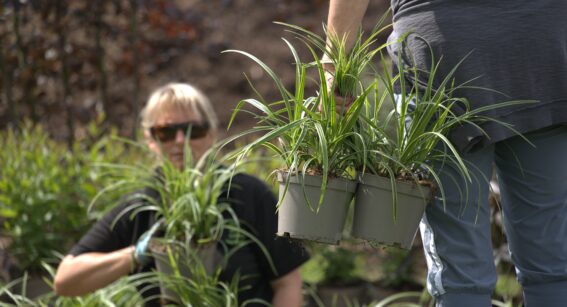 Horticulture students at Capel Manor College carrying plants ready to be planted.