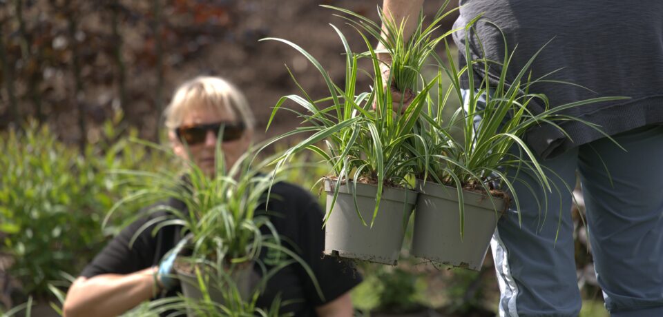 Horticulture students at Capel Manor College carrying plants ready to be planted.