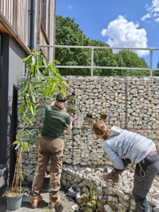 Horticulture students and staff planting mew garden at Capel Manor College's Mottingham Campus