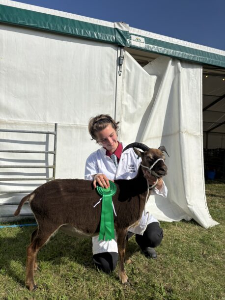 Capel Manor College agriculture student with rosette and sheep at Herts County Show