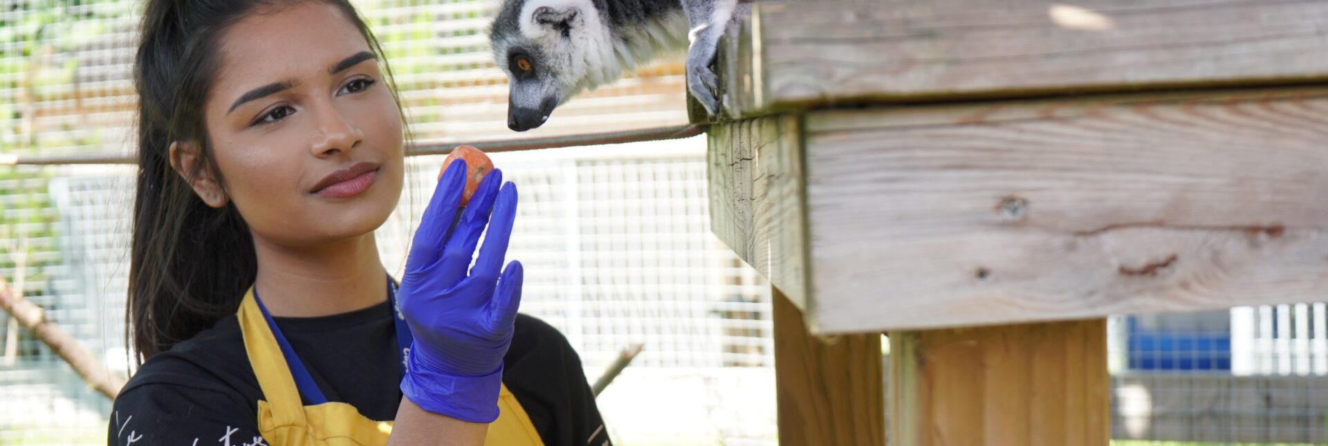 Animal management student at Capel Manor College feeding a lemur during a practical lesson.