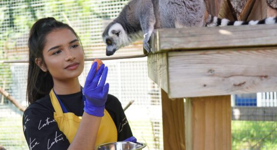 Animal management student at Capel Manor College feeding a lemur during a practical lesson.