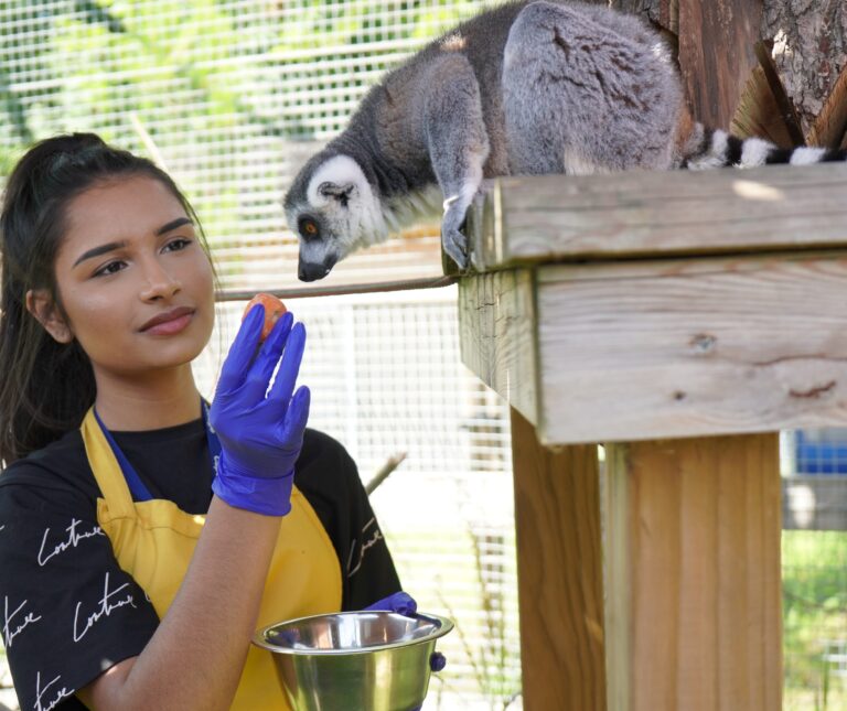 Animal management student at Capel Manor College feeding a lemur during a practical lesson.