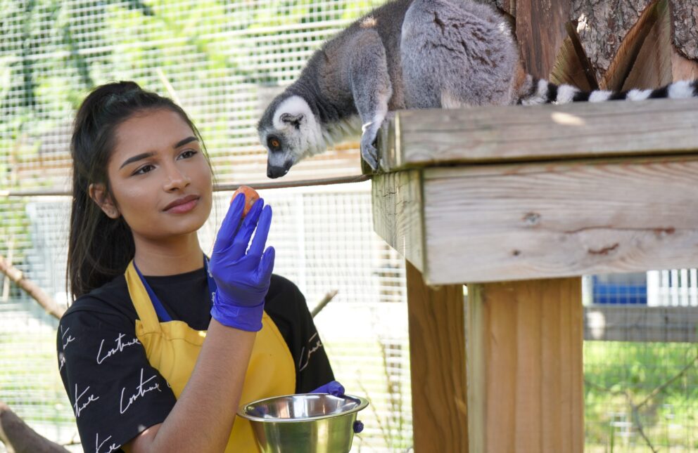 Animal management student at Capel Manor College feeding a lemur during a practical lesson.