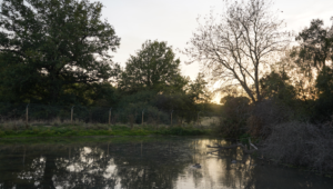 Beaver dams at Forty Hall Farm
