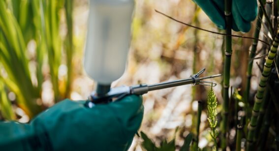 A plant stem being injected with pesticides during an industry training course at Capel Manor College's Enfield Campus, in London.
