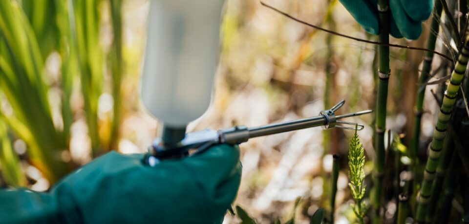 A plant stem being injected with pesticides during an industry training course at Capel Manor College's Enfield Campus, in London.
