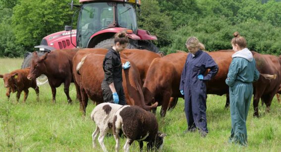 Agriculture students from Capel Manor College in London, during a practical session at Forty Hall Farm with Red Poll cows.