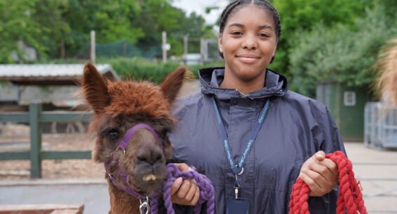 An animal management Pathways (King's Trust) student at Capel Manor College in London, with an alpaca.