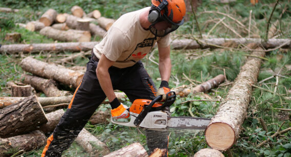 An arboriculture student at Capel Manor College in Enfield, London, using a chainsaw on a tree.